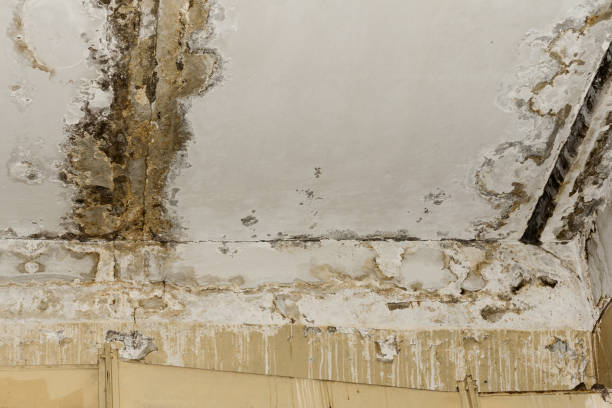 Best Emergency Mold Remediation  in Parchment, MI