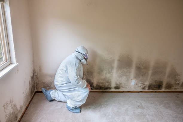 Best Mold Prevention Services  in Parchment, MI