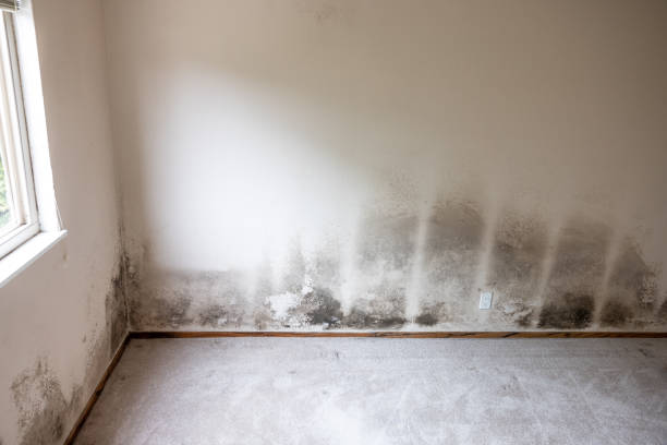 Best HVAC Mold Inspection and Cleaning  in Parchment, MI