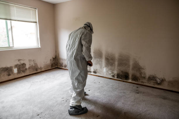 Best Forensic Mold Investigation  in Parchment, MI